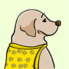 Yellow Labrador Retriever