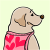 Yellow Labrador Retriever