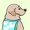 Yellow Labrador Retriever